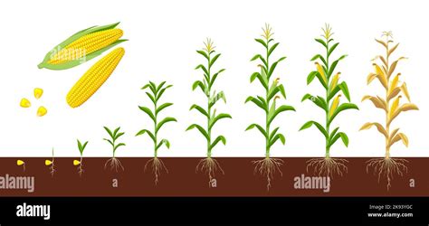 Corn Maize Growth Stages Farm Plant Evolving Development Stage Or