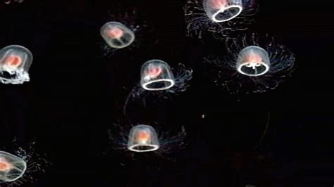 The Immortal Jellyfish (Facts & Photos) | HubPages