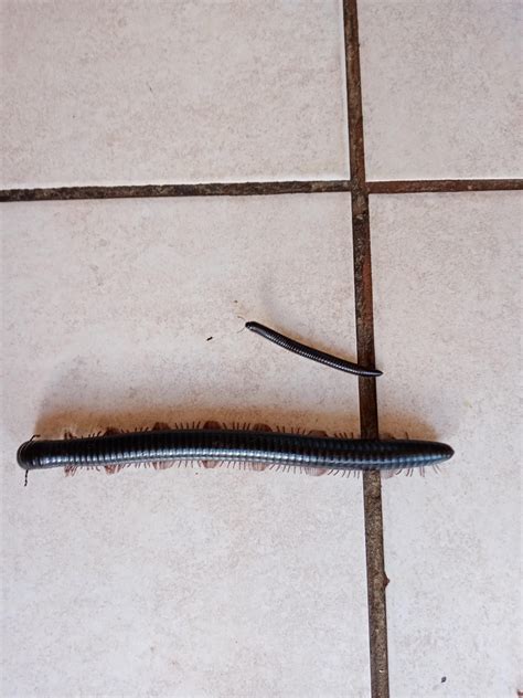 The size of this millipede, regular millipede for comparison | Scrolller