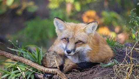 Parc Omega - Montebello tickets | Quebec Attractions