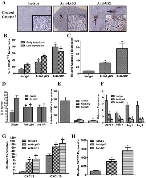 Mdsc Depletion Augmented The Tumor Cell Apoptosis And Increased