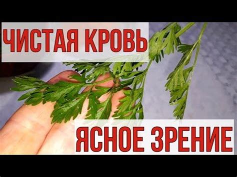 Ни один врач не скажет об этом средстве, для зрения, пищеварения и ...
