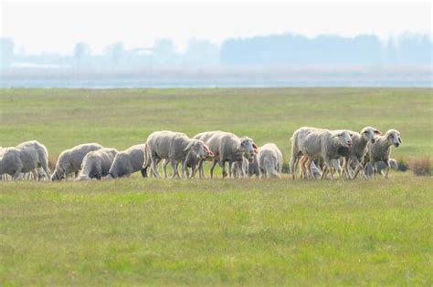 Rebanho De Ovelhas Ovelhas No Campo Foto Premium