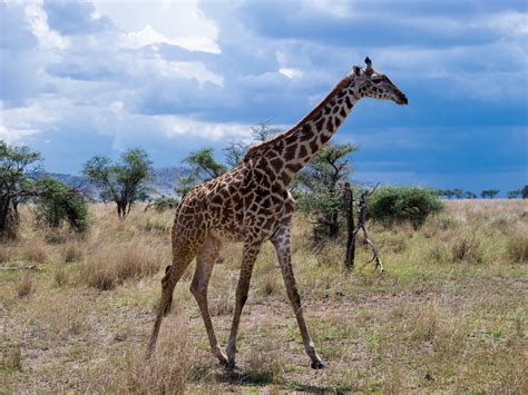 Animal Encounters 5 — Beyond Big Cats in Serengeti Plains - Maho On Earth