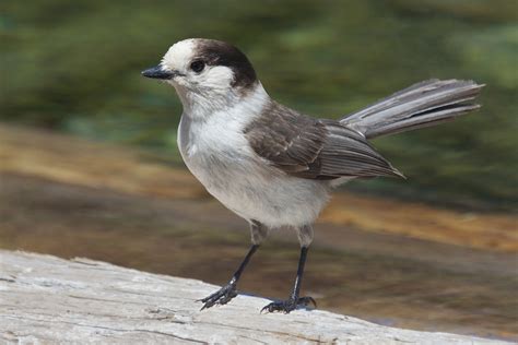 Say hello to Canada's new national bird