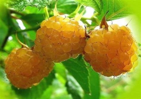 Купить саженцы ягодных кустарников из питомника "КСП" – доставка почтой ...