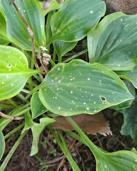 What Causes Holes In Hosta Leaves World Of Garden Plants