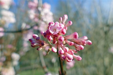 Bildet Tre Natur Gren Blomstre Anlegg Hvit Blomst Petal Busk