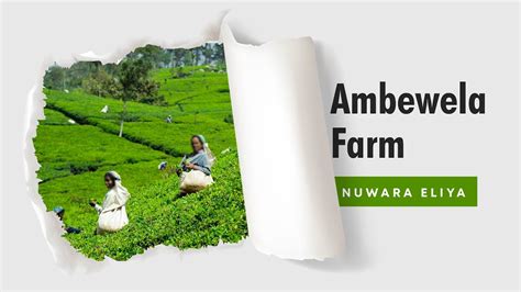 Ambewela Farm Nuwara Eliya Sri Lanka Youtube