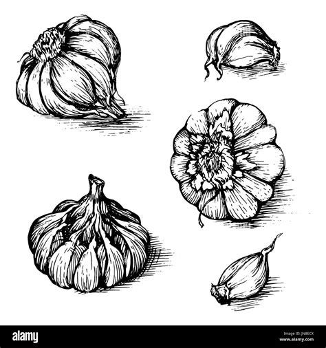 Hand Drawn Set Of Garlic With Cloves Spices Sketch Illustration