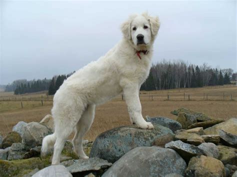 Great Pyrenees Kuvasz Dog