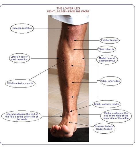 Vivian Grisogono - ABOUT THE SHIN