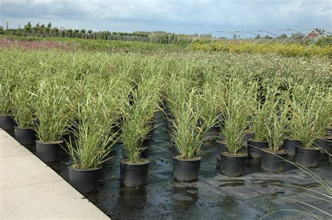 Мискантус китайски "Miscanthus" по цене от 510 купить в питомнике