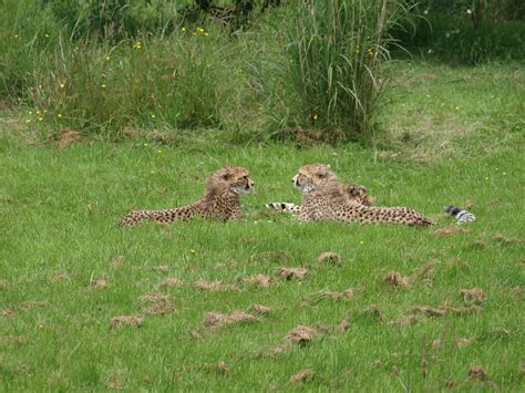 Chester Zoo Cheetahs Nigel Swales Flickr