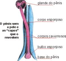 BIOLOGIA CULTURA E INFORMAÇÃO Conhecendo o Seu Corpo II