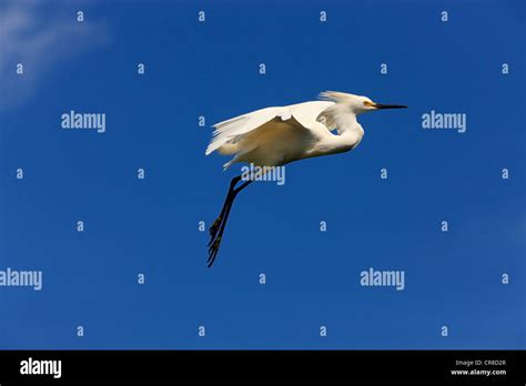 Snowy Egret Egretta Thula Adult In Flight Florida Usa Stock Photo