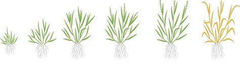 What Are The Fescue Growth Stages Reveal 3 Important Phases