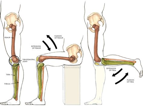 Extension And Flexion Of Thigh at William Everhart blog