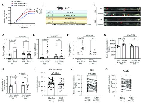 BBR Inhibited The Pro Carcinogenic Effect Of V Parvula A The Growth