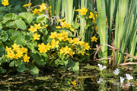 The Wonderful World of Waterlilies – Plants for Ponds