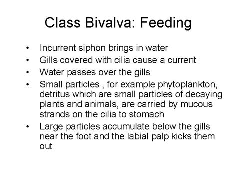 Phylum Mollusca Hard Shell Snails Clams Octopus Characteristics