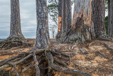 Tree Roots Exposed Closeup Stock Photo Image Of Forest 225954356