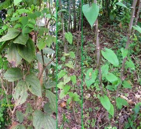 Ii Tinjauan Pustaka Umbi Gadung Dioscorea Hispida Dennst Adalah