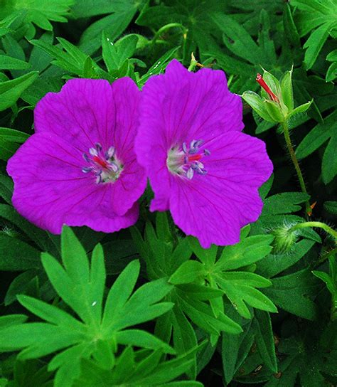 Geranium Sanguineum New Hampshire Purple Perennial Market