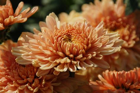 Download Orange Chrysanthemums Autumn Bloom Wallpaper