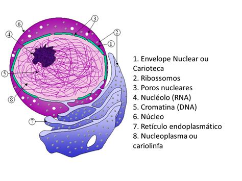 Qual A Funcao Da Carioteca - Funcao Da Membrana Nuclear NÚCLEO CELULAR