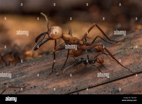 Army ants (Eciton burchellii) swarm across the forest floor, large ...