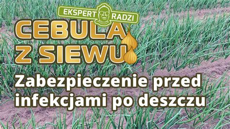 Pojawiło się stemphylium w cebuli z siewu Piotr Borczyński YouTube