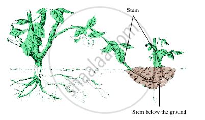 Describe the Layering Method for the Artificial Propagation of Plants ...