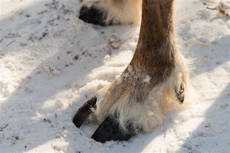 Close up of foot and hoof of reindeer 20451621 Stock Photo at Vecteezy