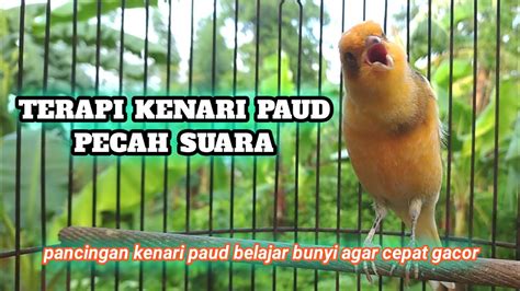 PANCINGAN Kenari Bahan Paud Agar Cepat GACOR TERAPI KENARI Belajar