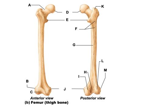 Anatomy Of The Femur Anterior And Posterior Views Diagram Quizlet