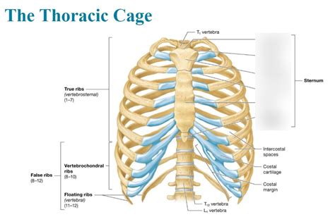 Lab Thoracic Cage Sternum Diagram Quizlet