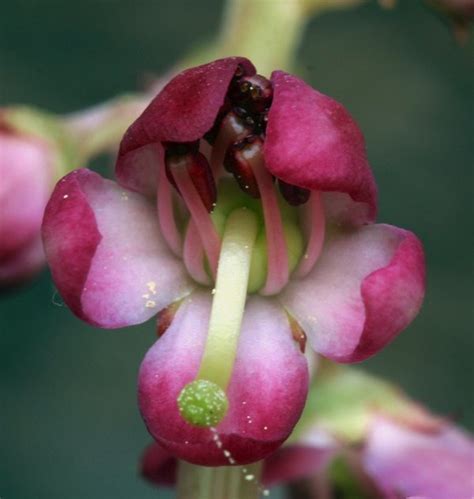 Pyrola Asarifolia Ssp Asarifolia Calflora