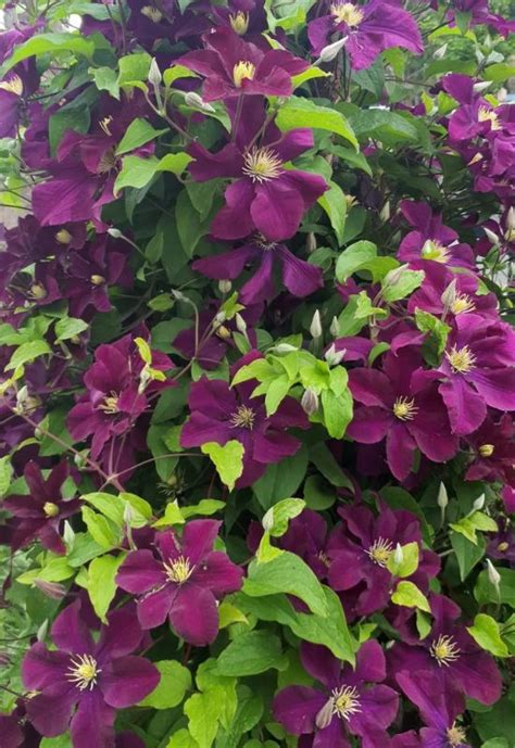 Clematis Types & 20 Best Varieties for Early, Repeat and Late Season Blooms