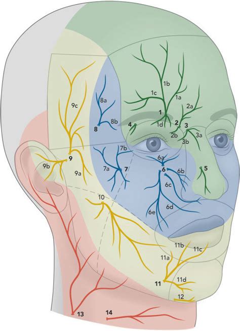 Illustration Of The Cutaneous Sensory Nerves Of The Face 1