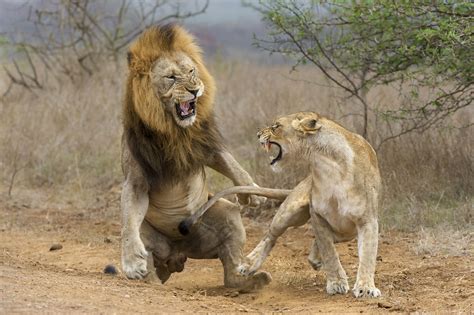 What Is The Strongest Land Animal On Earth - The Earth Images Revimage.Org