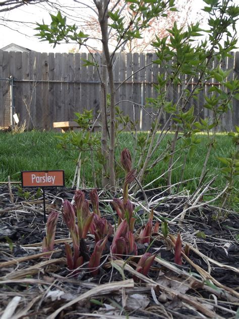 How to Propagate a Lilac Bush - Dengarden