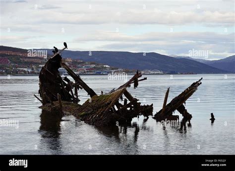 Beautiful Big Black Cormorant Birds Sitting On A Old Wooden Ship Wreck