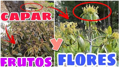 CAPAR tu árbol de AGUACATE O PALTA estimula FLORES y PEGAN todos