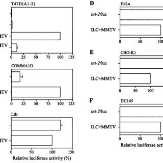 Effect of MMTV sequences on int-2 promoter activity in various cell ... 