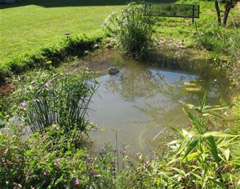 Créer une mare naturelle dans son jardin