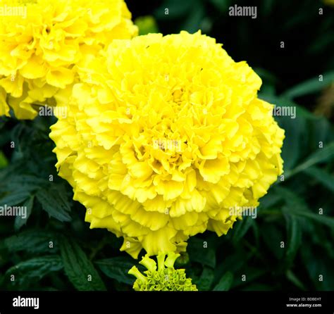 Calendula Officinalis Pot African Marigold Bright Yellow Pom Pom Shape