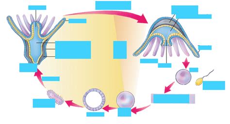 Cnidaria life cycle Diagram | Quizlet