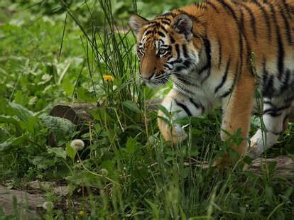 Authorities Search For Tiger On The Loose In Montevrien Paris Thrillist