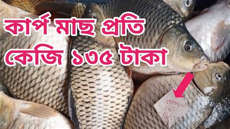 কার্প মাছ প্রতি কেজি ১৩৫ টাকা পাইকারি মাছ Wholesale Fish Market In